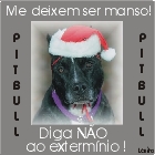 pit-bull