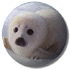 bebê foca