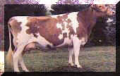 vaca