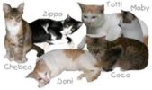 all cats 2003