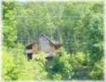 House among the trees