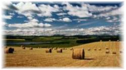 Bales of straw