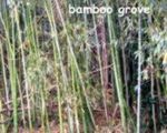 bamboo grove