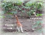 Fanta at cassava field