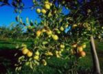 Javanese apples