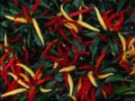 Javanese chilli