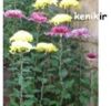 Javanese chrysanthemums