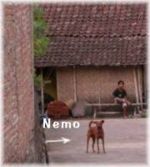 Nemo
