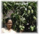 mangoes