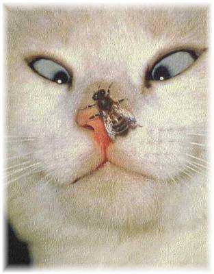 Cat and fly humor photograph