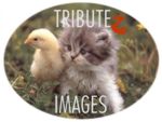 Tribute to Images