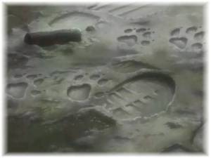 Wolf's Rain