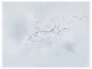 Wolf's Rain