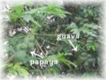 papaya and guava trees