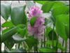 My water hyacinth pond