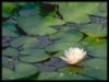 My waterlily pond
