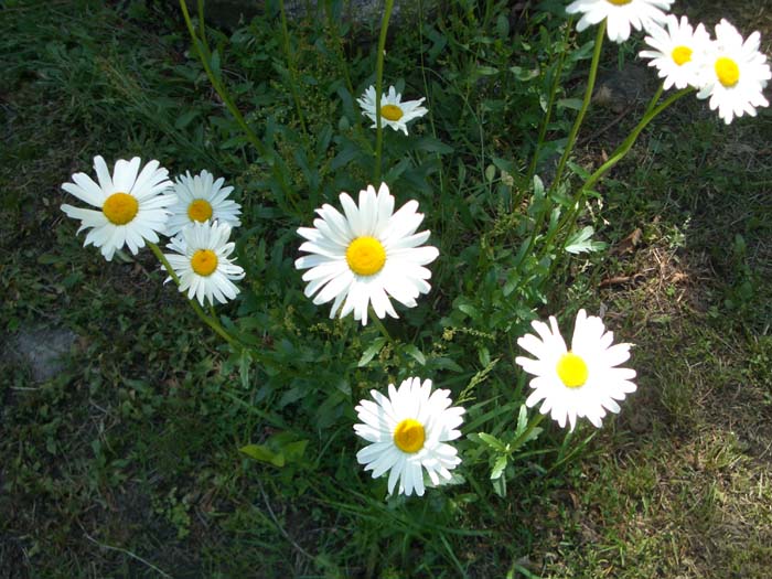 Flowers