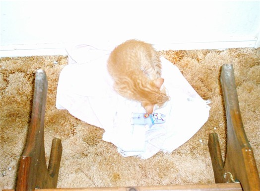 Ginger