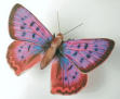 Butterflies of Texas [pictured is Lycaena helloides]