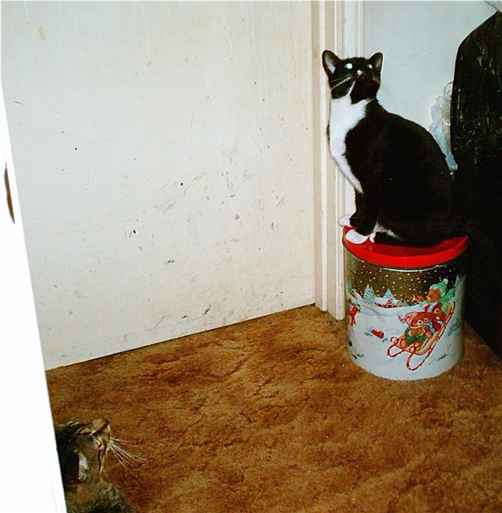 Penelope, the black n white one, my middle girl