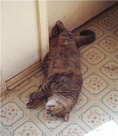 Wicca, my oldest girl "aka Princess"