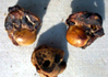 Smoked Knuckles