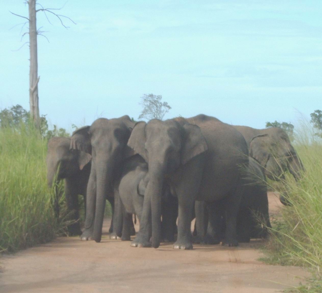 Wildlife Sri Lanka