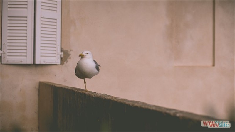 cssslider