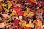 Fallen leaves
