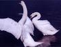 Swans - Central Park Manhattan