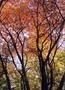 Trees in the fall - Central Park -Manhattan