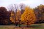 Fall in it's beauty- Tarrytown , Upstate -New York