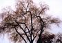 tree image from Washington DC