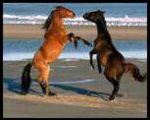 Horses