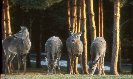 White-Tail Deer &copy; Jay Photos