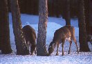 White-Tail Deer &copy; Jay Photos