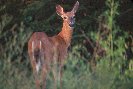 White-Tail Deer &copy; Jay Photos