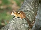 Chipmunk &copy; Jay Photos