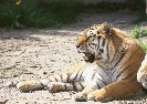 Bengal Tiger &copy; Jay Photos