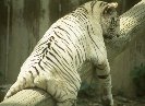 White Tiger &copy; Jay Photos
