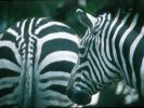 Pair of Zebras &copy; Jay Photos