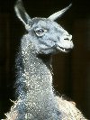 Llama &copy; Jay Photos