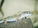 Leopard Geko &copy; Jay Photos