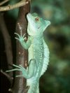 Green Crested Basilisk &copy; Jay Photos