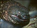 Beaded Lizard &copy; Jay Photos