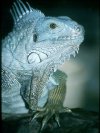 Iguana &copy; Jay Photos