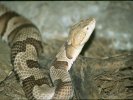 Copperhead &copy; Jay Photos