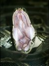 Burmese Python &copy; Jay Photos