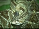  Eastern Diamondback &copy; Jay Photos