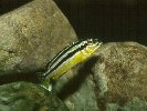 GOLDEN MBUNA &copy; Jay Photos
